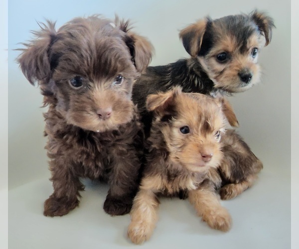 Medium Photo #16 YorkiePoo Puppy For Sale in BLUE MOUND, TX, USA