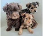 Small Photo #16 YorkiePoo Puppy For Sale in BLUE MOUND, TX, USA