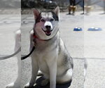 Small #1 Siberian Husky Mix