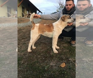Central Asian Shepherd Dog Puppy for sale in Alba Iulia, Alba, Romainia