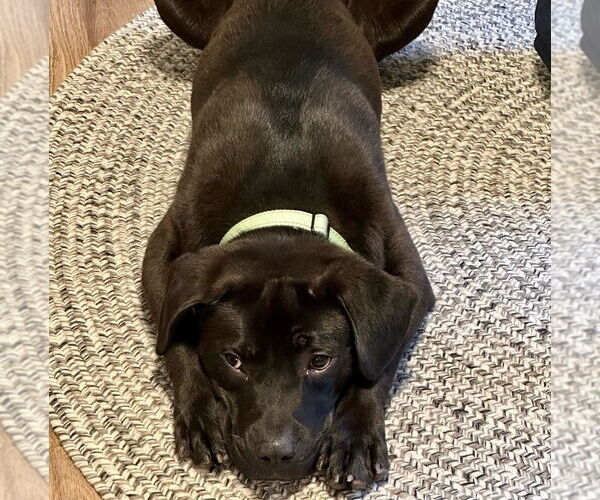 Medium Photo #8 Labrador Retriever-Unknown Mix Puppy For Sale in Boston, MA, USA