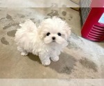 Small #4 Maltese