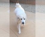 Small #2 Great Pyrenees Mix