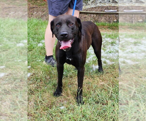 Medium Photo #3 Chocolate Labrador retriever-Unknown Mix Puppy For Sale in Wetumpka, AL, USA