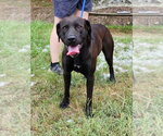 Small #2 Chocolate Labrador retriever Mix