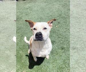 Bella -$75 Adoption Fee! Diamond Dog! - Female Mutt Dog for Adoption - Photo #13
