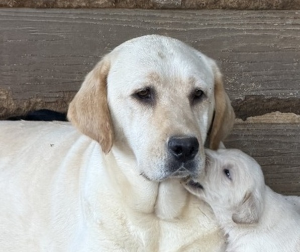 Medium Photo #1 Labrador Retriever Puppy For Sale in ORANGEBURG, SC, USA