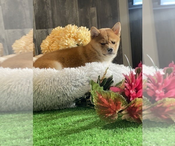 Medium Photo #4 Shiba Inu Puppy For Sale in CANOGA, NY, USA
