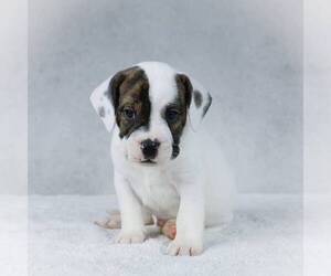 Beagle-English Bulldog Mix Puppy for sale in HOLMESVILLE, OH, USA