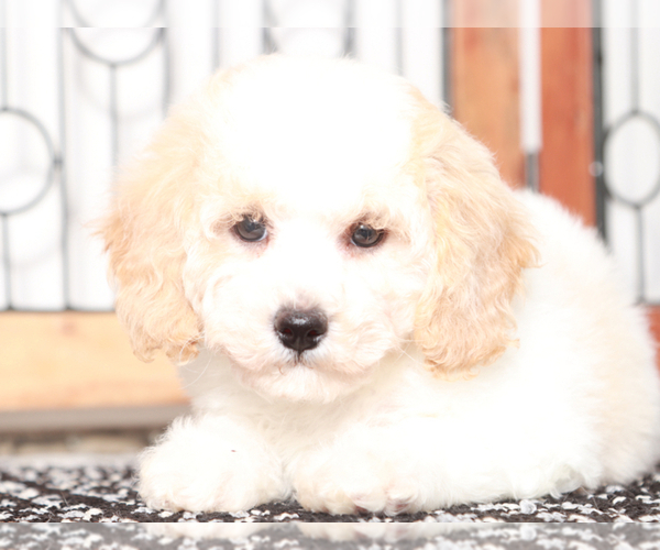 Medium Photo #4 Poochon Puppy For Sale in NAPLES, FL, USA