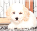Small #3 Poochon
