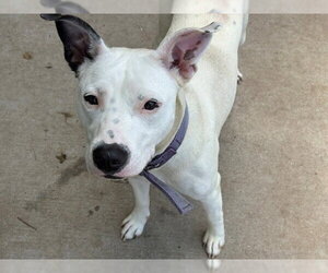 Mutt Dogs for adoption in Tulsa, OK, USA