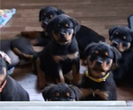 Image preview for Ad Listing. Nickname: Litter of 6