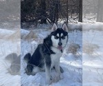Small Photo #1 Beagle-Siberian Husky Mix Puppy For Sale in SPRINGFIELD, OR, USA