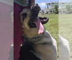 Small #7 German Shepherd Dog