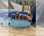 Puppy Puppy 3 Poodle (Miniature)