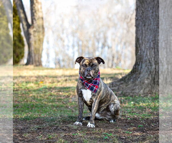 Medium Photo #4 Boxer-Unknown Mix Puppy For Sale in Unionville, PA, USA