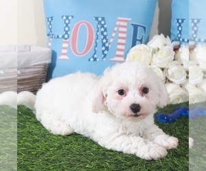 Bichon Frise Puppy for Sale in MOUNT VERNON, Ohio USA