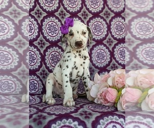 Dalmatian Puppy for sale in QUARRYVILLE, PA, USA