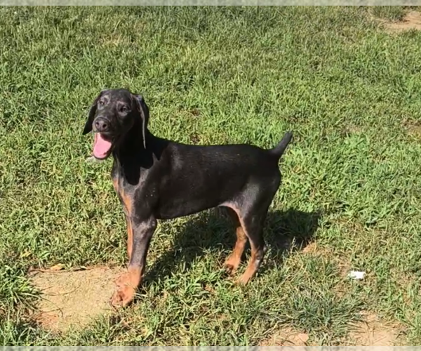 Medium Photo #11 Doberman Pinscher Puppy For Sale in KELLYTON, AL, USA