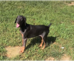 Small #10 Doberman Pinscher