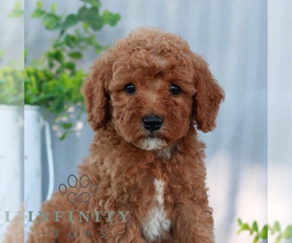 Medium Photo #4 Goldendoodle (Miniature) Puppy For Sale in EPHRATA, PA, USA