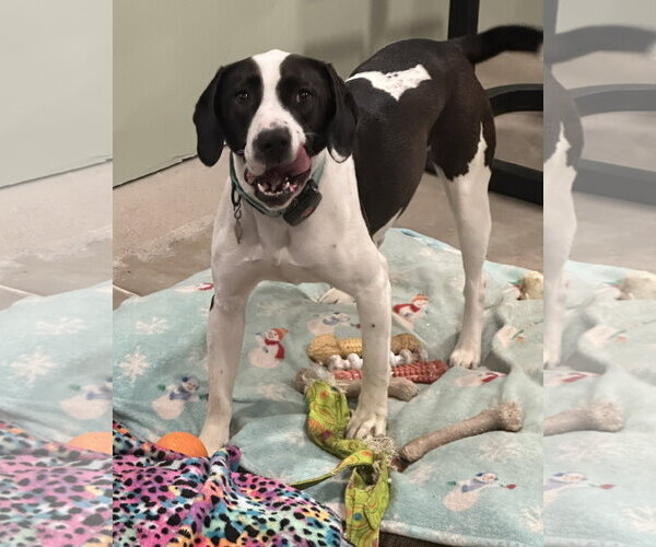 Medium Photo #9 Mutt Puppy For Sale in Harrisburg, PA, USA