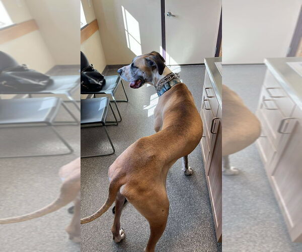 Medium Photo #7 Great Dane Puppy For Sale in Bullard, TX, USA
