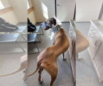 Small #6 Great Dane