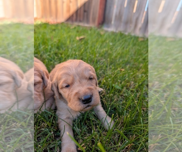 Medium Photo #6 Golden Retriever Puppy For Sale in SACRAMENTO, CA, USA