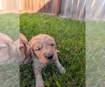 Small #5 Golden Retriever