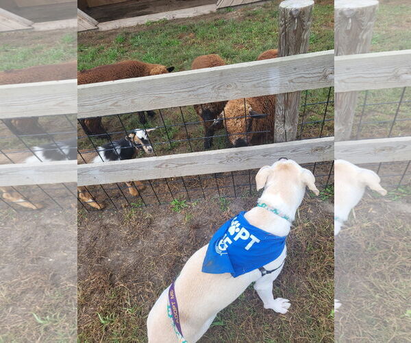 Medium Photo #8 Boxador Puppy For Sale in Princeton, MN, USA