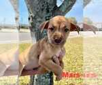 Small #13 Mutt