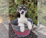 Small #3 Cockapoo