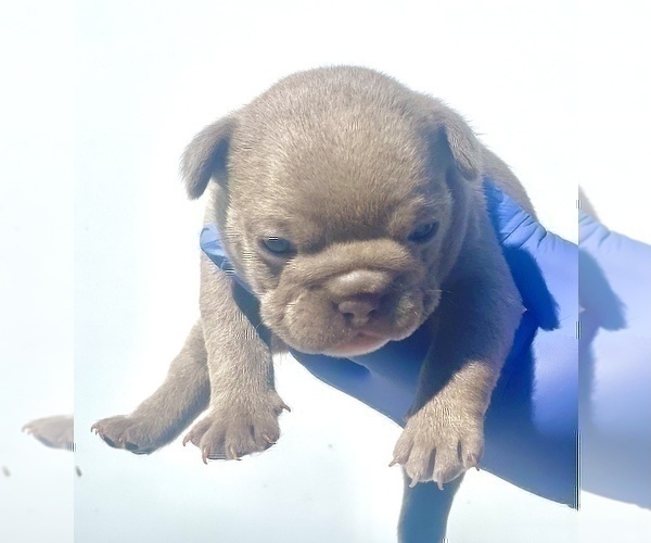 Medium Photo #37 French Bulldog Puppy For Sale in PHILADELPHIA, PA, USA