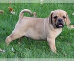 Small Photo #2 Puggle Puppy For Sale in FREDERICKSBURG, OH, USA