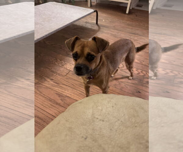 Medium Photo #2 Chihuahua-Unknown Mix Puppy For Sale in Aurora, CO, USA