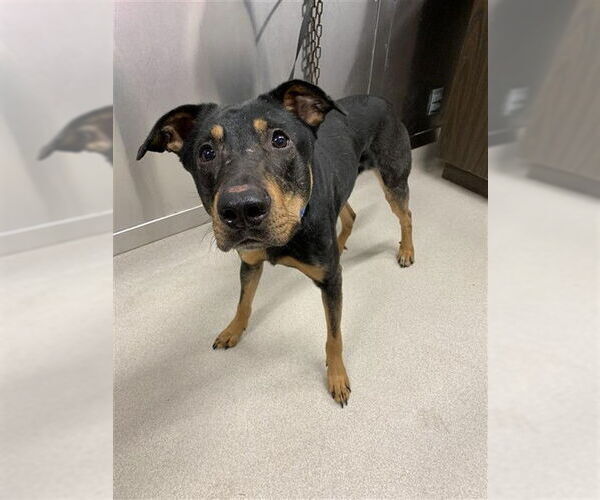 Medium Photo #1 Shepradors Puppy For Sale in Fairbanks, AK, USA