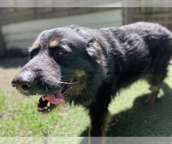 Medium Photo #3 German Shepherd Dog Puppy For Sale in Leavenworth, KS, USA