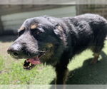 Small #2 German Shepherd Dog