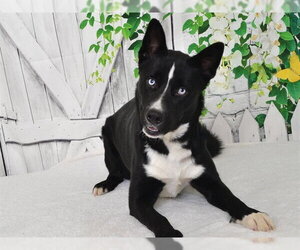 Siberian Husky-Unknown Mix Dogs for adoption in Oroville, CA, USA