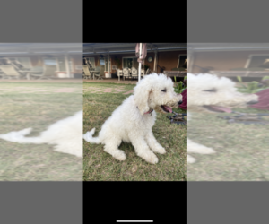 Poodle (Standard) Puppy for sale in MIRA LOMA, CA, USA