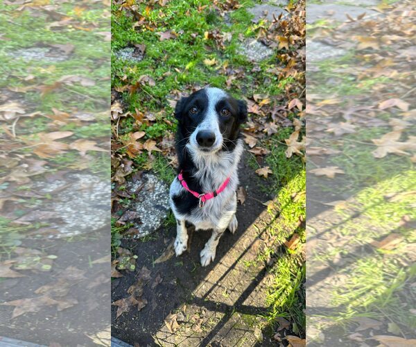 Medium Photo #1 Border Collie-Unknown Mix Puppy For Sale in Paso Robles, CA, USA