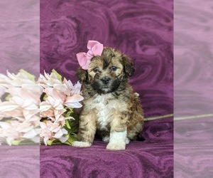 Havanese Puppy for sale in BIRD IN HAND, PA, USA