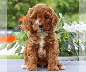 Cavapoo Puppy for sale in EAST EARL, PA, USA