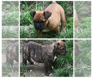 Olde English Bulldogge Puppy for sale in DERBY, VT, USA