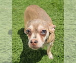Small #4 Chihuahua Mix