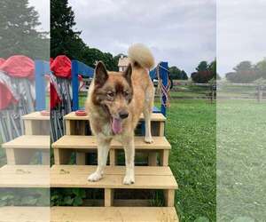 Siberian Husky-Unknown Mix Dogs for adoption in Unionville, PA, USA