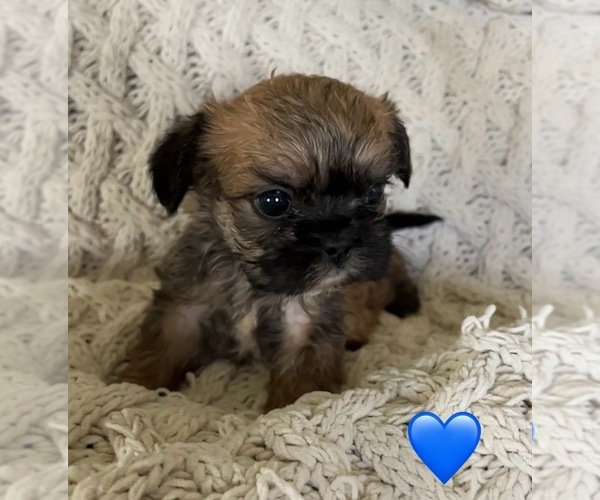 Medium Photo #5 French Bulldog Puppy For Sale in DENTON, MD, USA