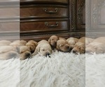 Small #1 Golden Retriever